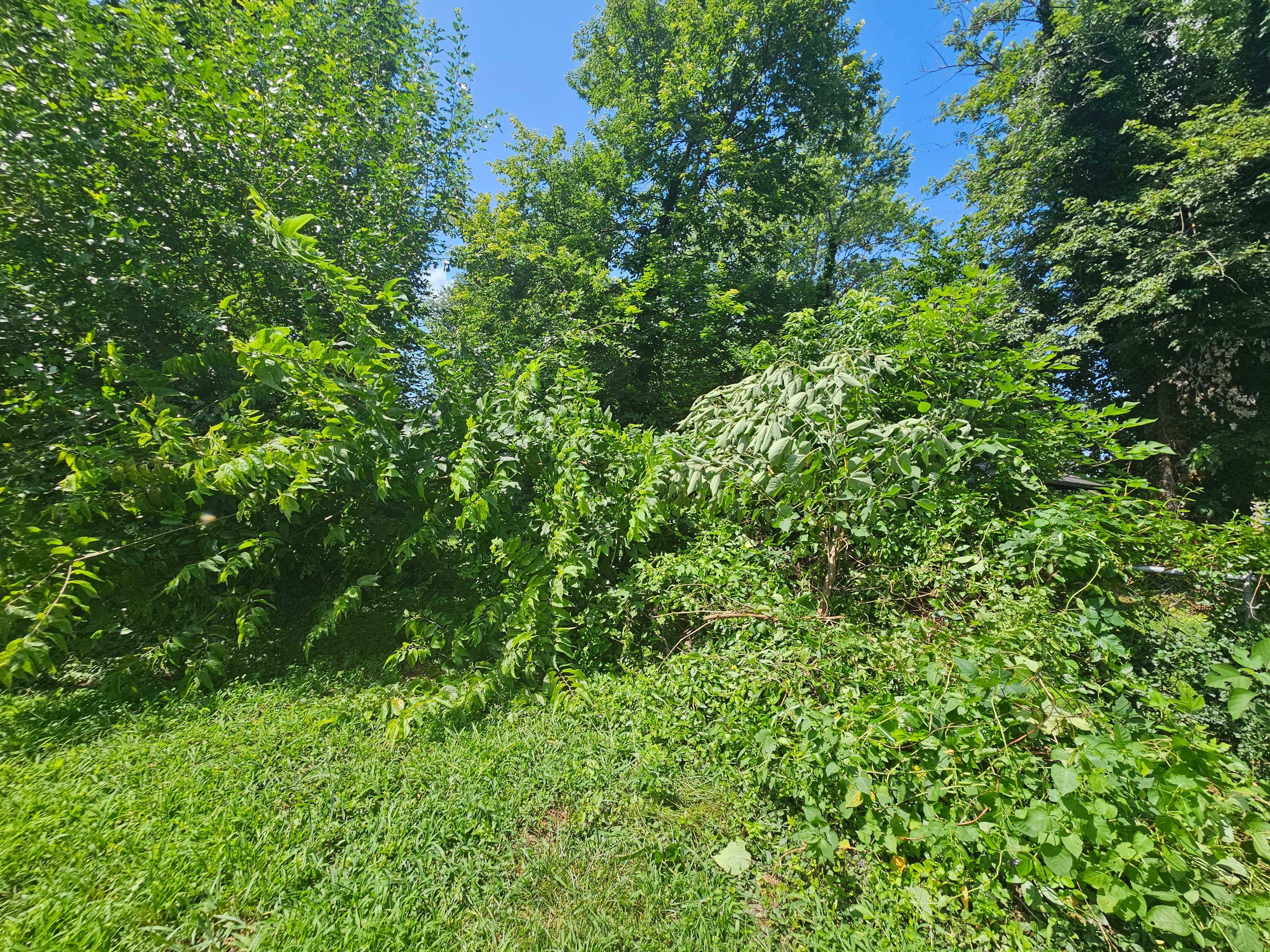 Seasonal Cleanup before